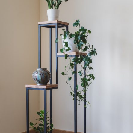 Jan Narożny – dąb średni