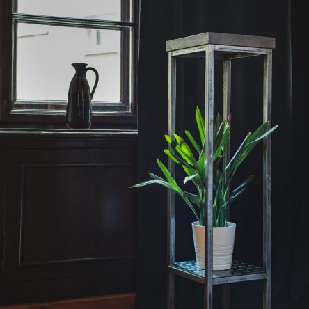 Jan Osłupiały – sosna rustykalna