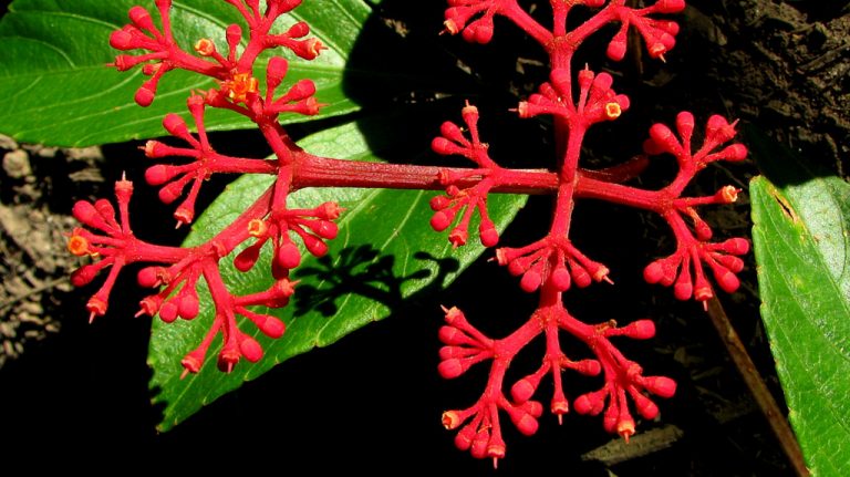 Cissus - jego dłoniasto-palczaste liście wyeksponuj na stojącym kwietniku