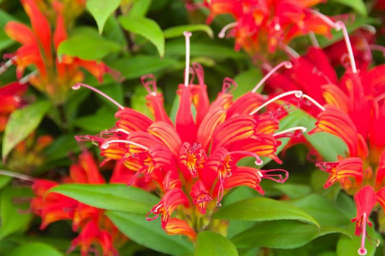 Eszynantus – czerwone dzwonkowate kwiaty lubią życie na wysokości np. na podstawce na kwiaty