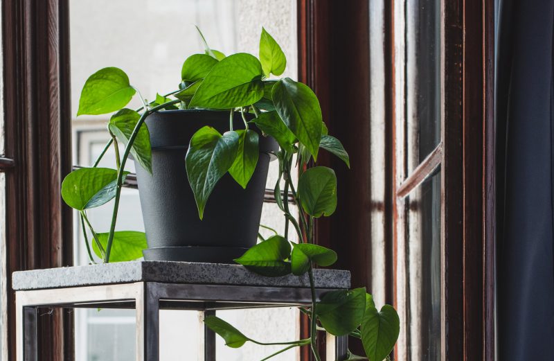 Dlaczego warto trzymać rośliny na stojących kwietnikach